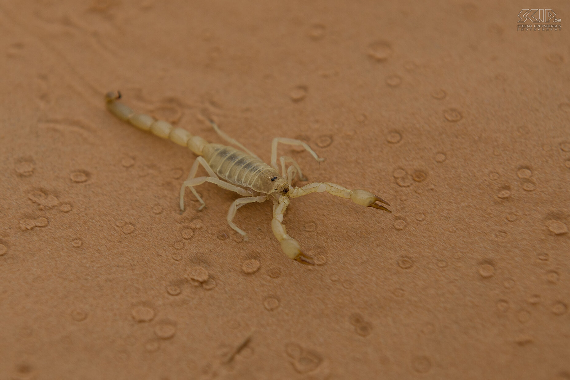 Scorpion We saw a lot of scorpions and each morning we found some hiding under our sleeping pad or backpack. Fortunately a sting of this species is painful but not life threatening. Stefan Cruysberghs